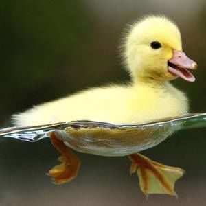 Meet your Posher, Eilley